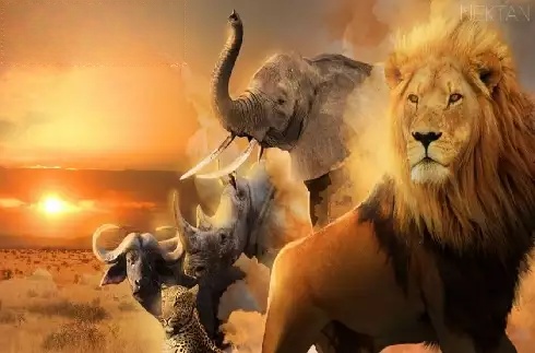 Big 5 Safari
