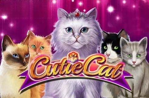 Cutie Cat